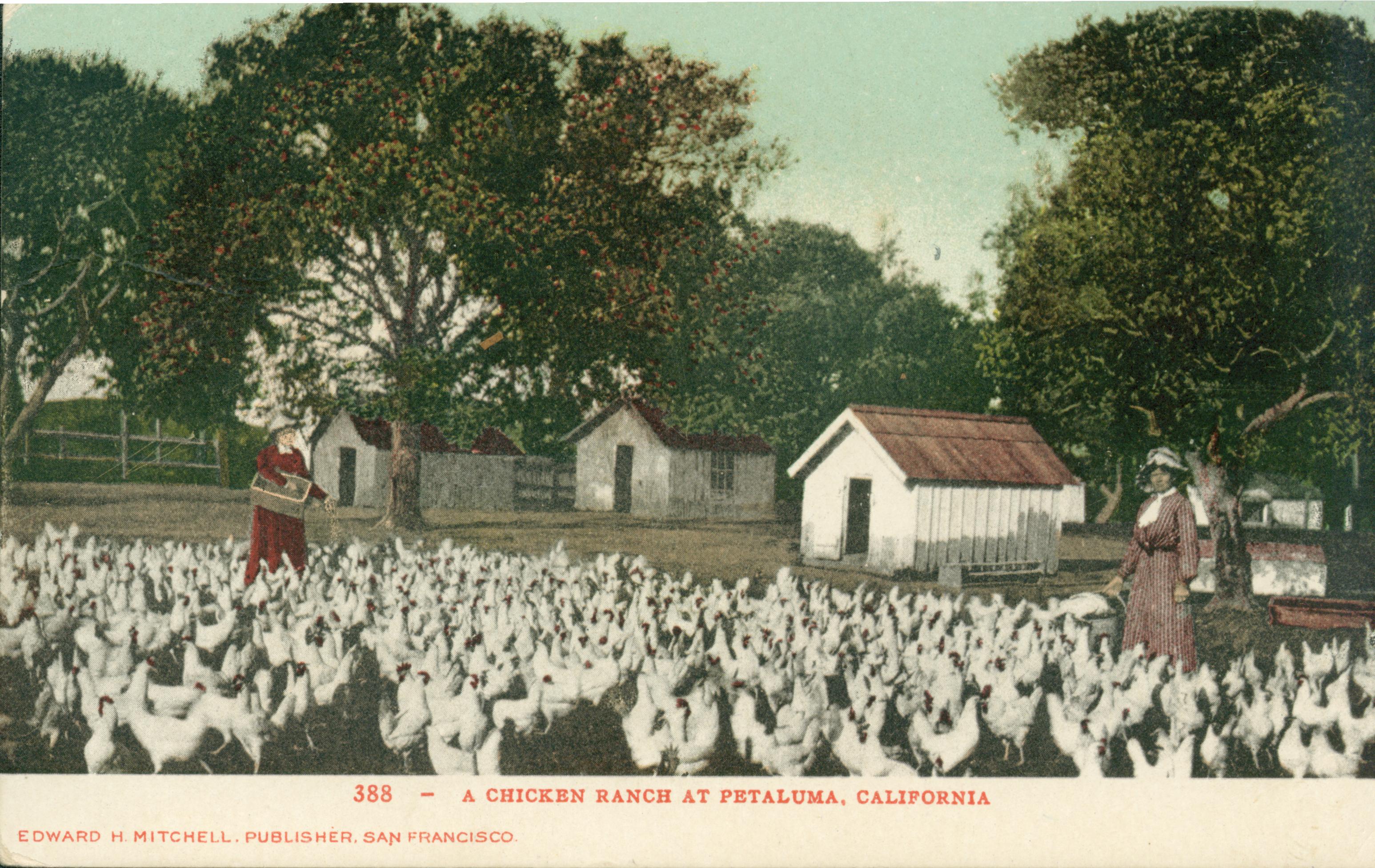 Shows a flock of chickens with two women tending them and several buildings in the background